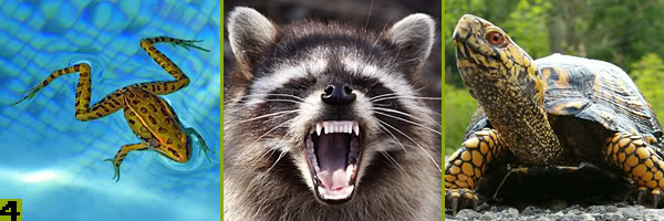 Frog + raccoon + turtle = ?